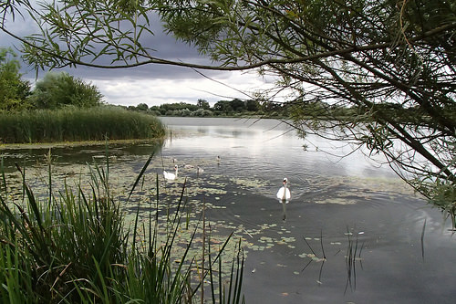 Lake and swans at Hinchingbrooke Country Park
