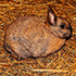 Animal Bedding